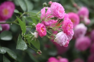 泰安市東平縣：薔薇簇簇開(kāi) 淺夏緩緩來(lái)