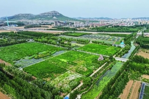 舍棄一時利益，換來鷗翔水美——山東東平湖生態(tài)蝶變一線觀察